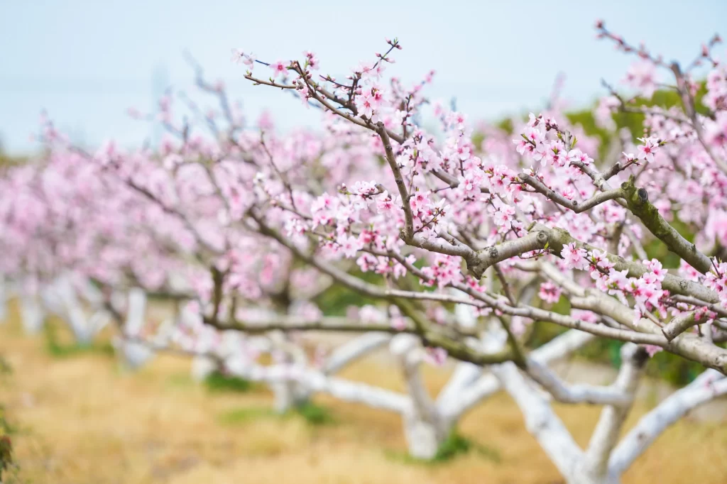 Peach Blossom Pink White Blooming Branches