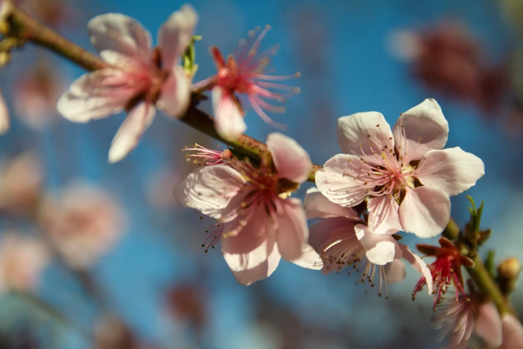 Peach Blossom Pink White Red Blue gray Sky