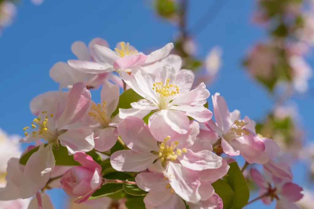 Peach Blossom Pink White Yellow Petal Spring gray Branch