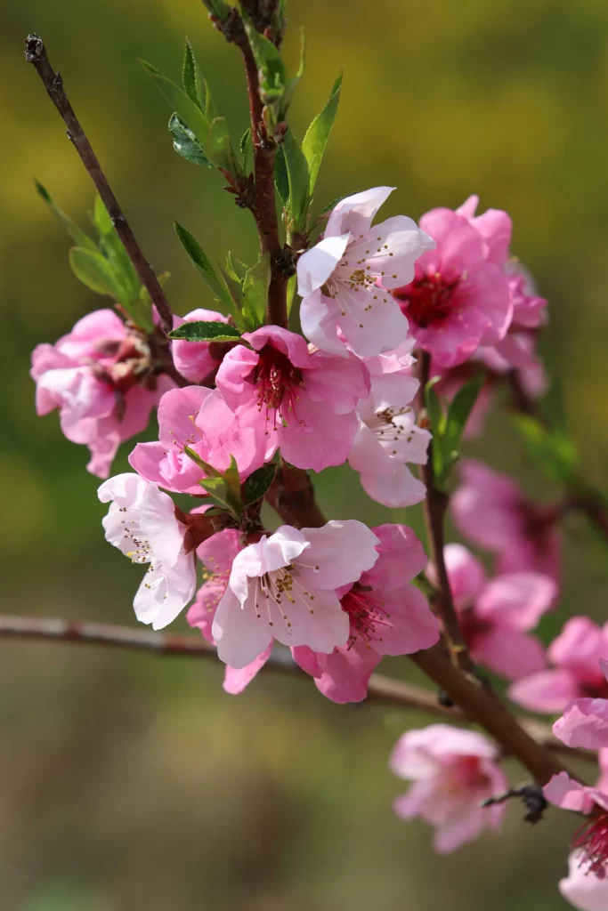Peach Blossom Pink White Green Spring gray Branch