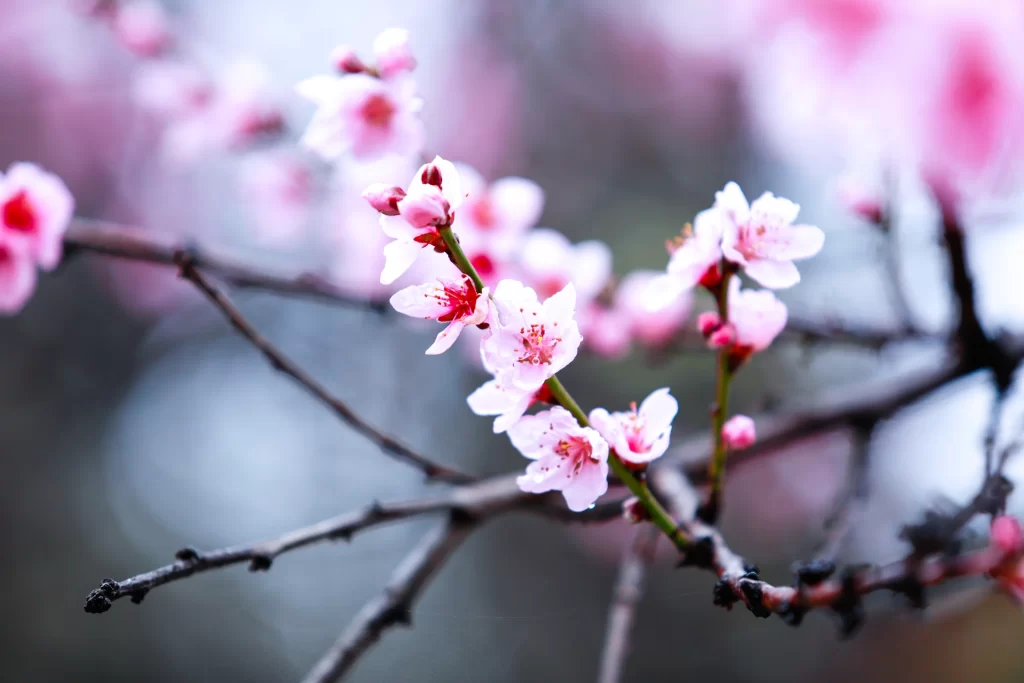 Peach Blossom Pink White Red Petal Spring gray Branch