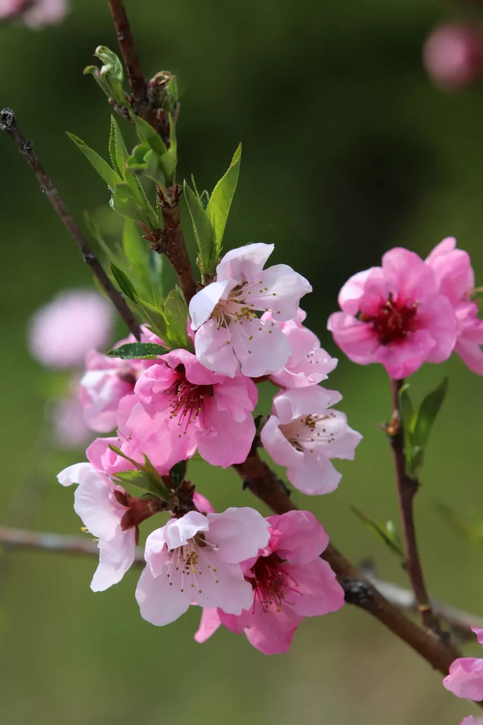Peach Blossom Pink White Green Spring gray Branch