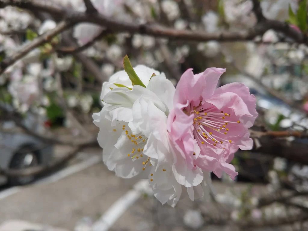 Peach Blossom Pink White Petal Spring gray Branch