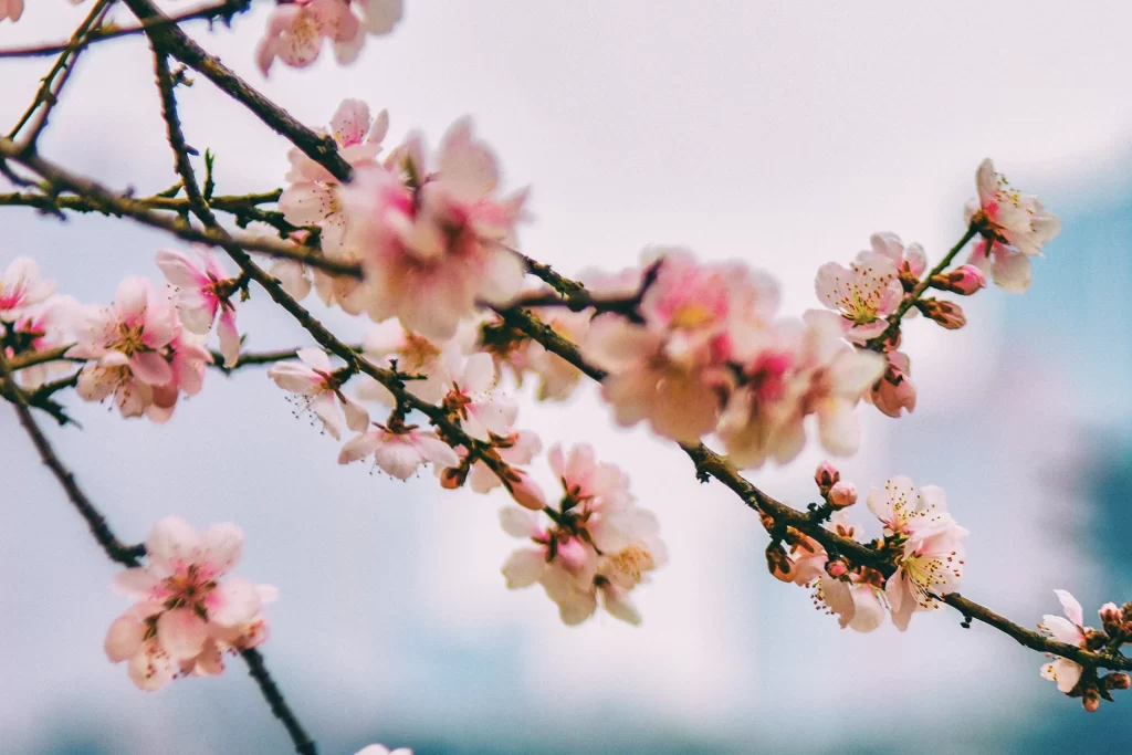 Peach Blossom Pink White Petals Branches Sky
