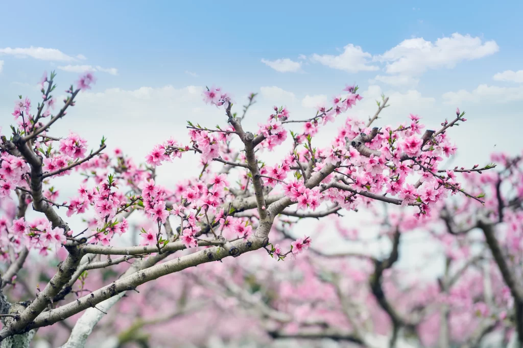 Peach Blossom Pink White Blue Sky Branch