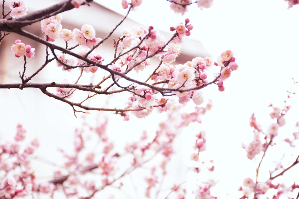 Peach Blossom Pink White Petal Spring Branch
