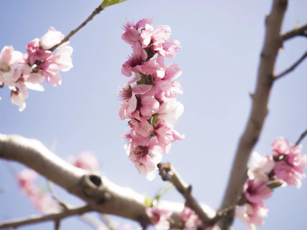 Peach Blossom Pink White Petal Spring gray Branch