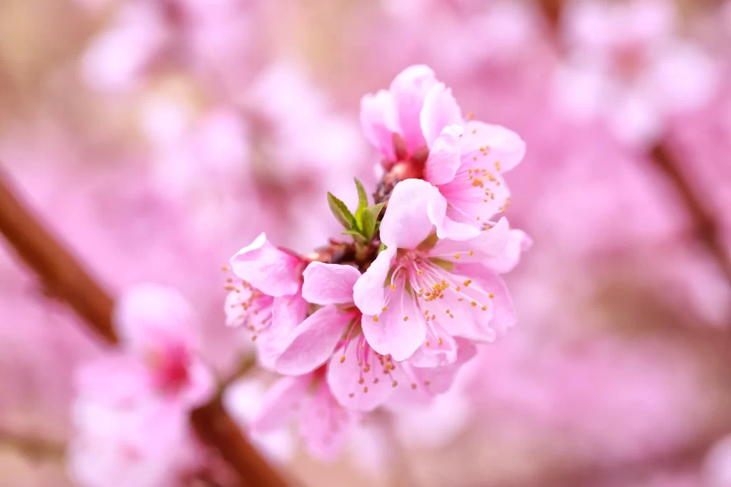 Peach Blossom Pink White Petal Spring warm Branch