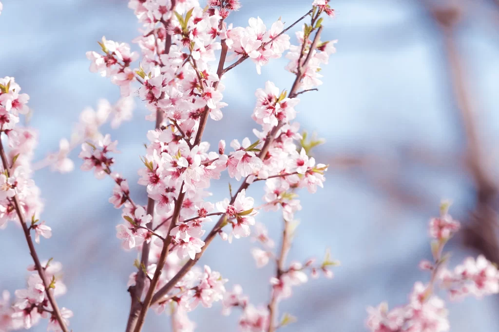 Peach Blossom Pink White Red Green gray Branch