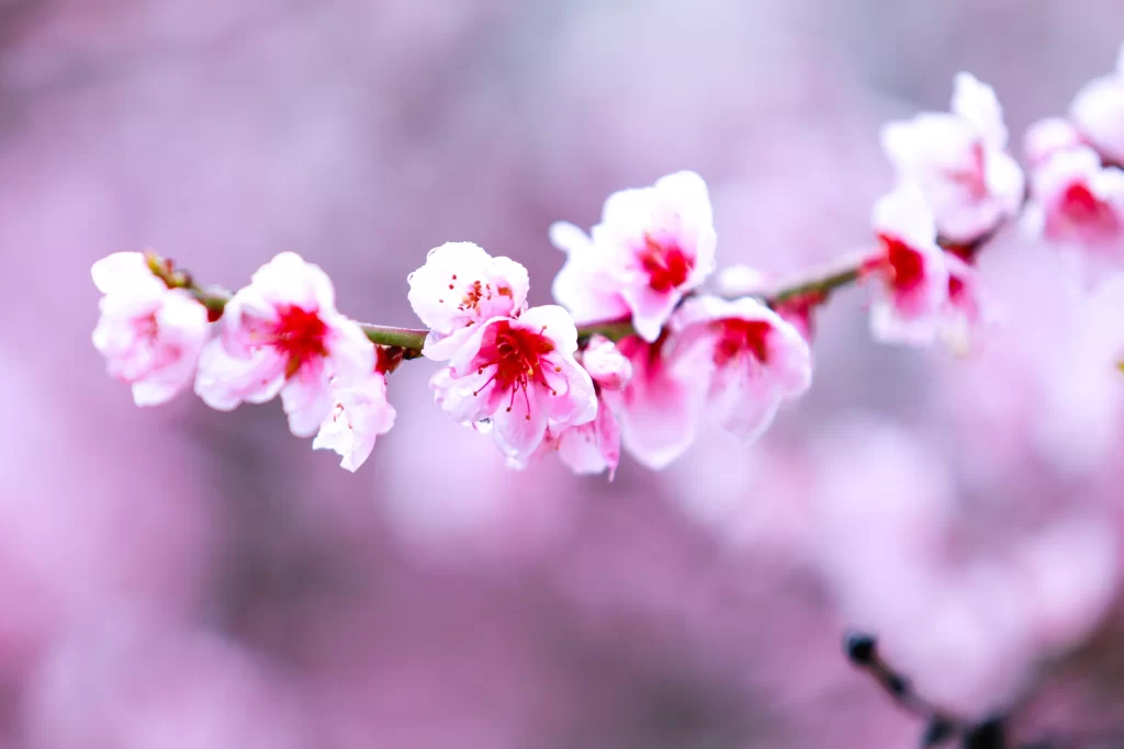 Peach Blossom Pink White Petal Spring cool Branch