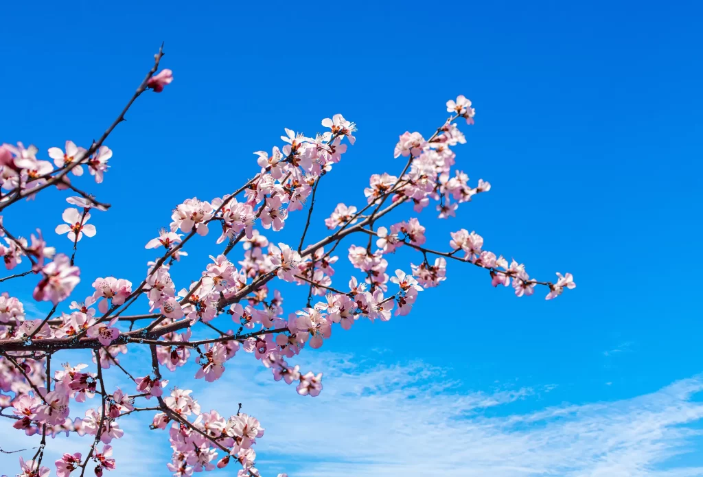 Peach Blossom Pink White Blue cool Sky