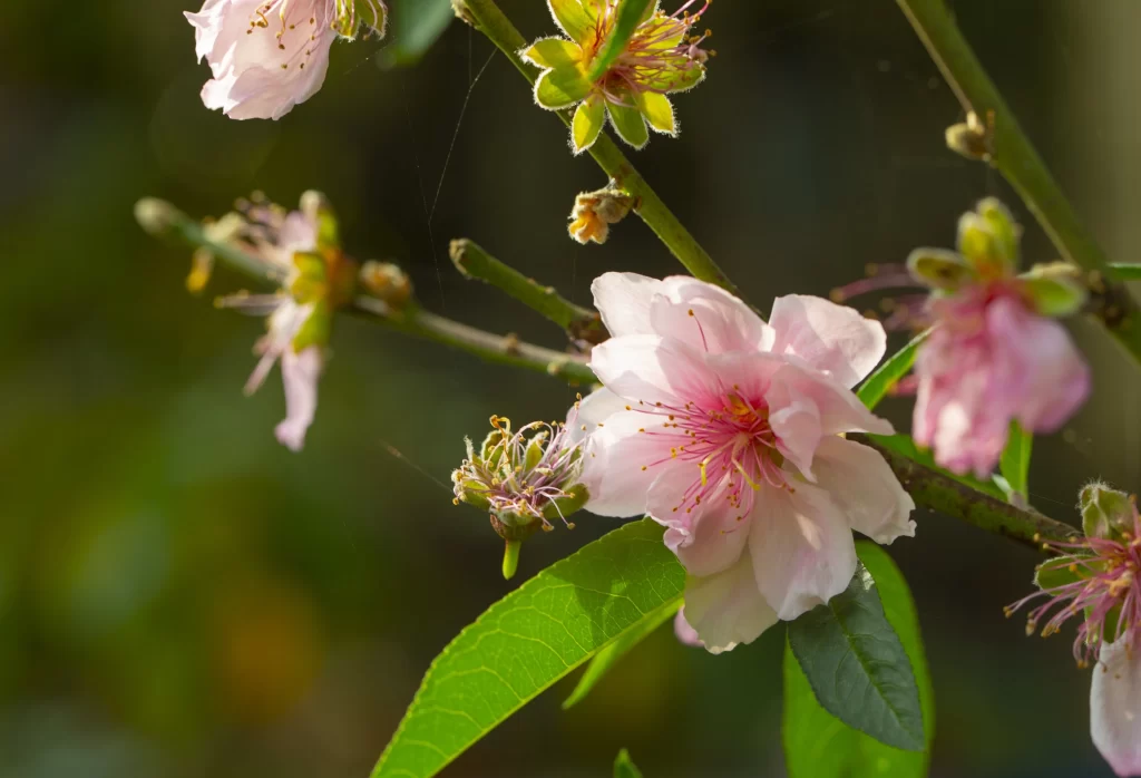Peach Blossom Pink White Green Leaf Branch