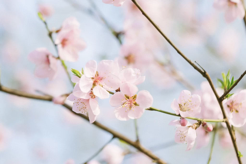 Peach Blossom Pink White Petal Spring Branch
