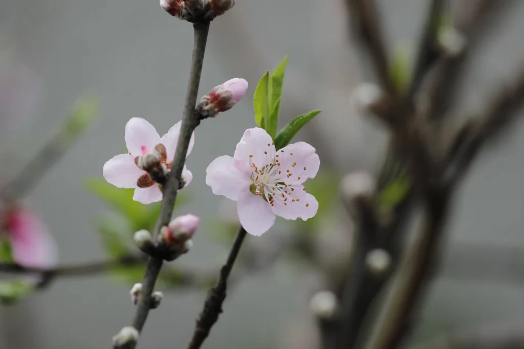 Peach Blossom Pink White Green Bud Branch