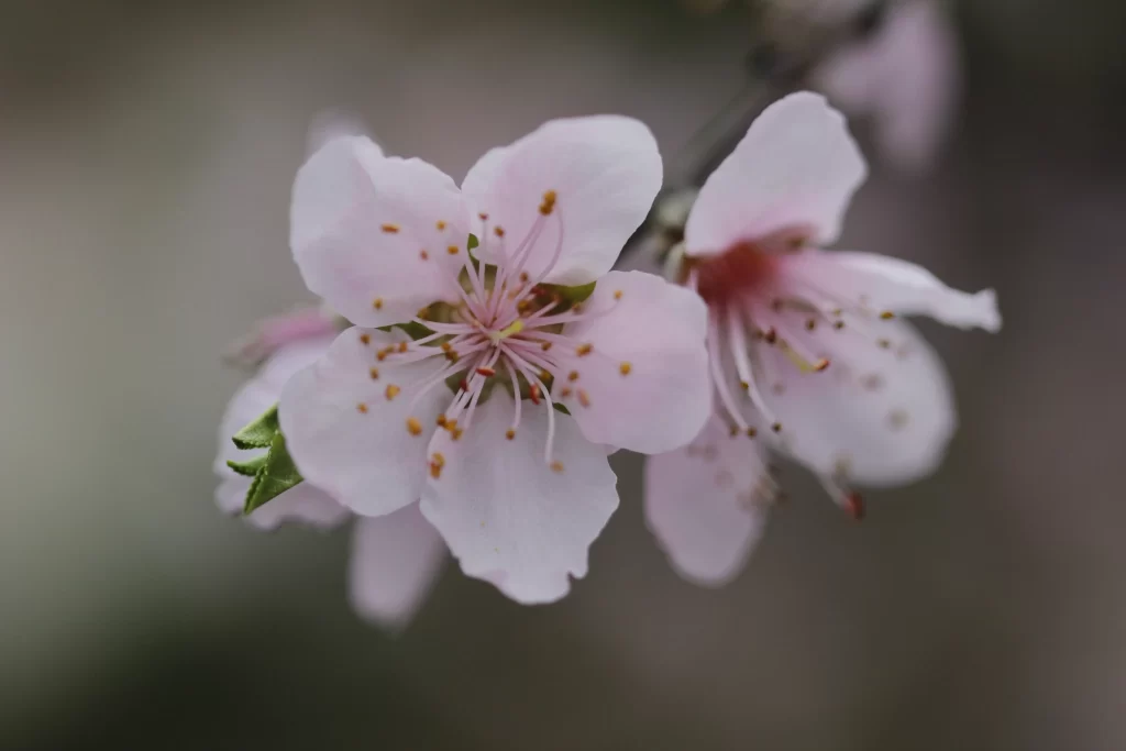 Peach Blossom Pink White Petal Spring gray Branch