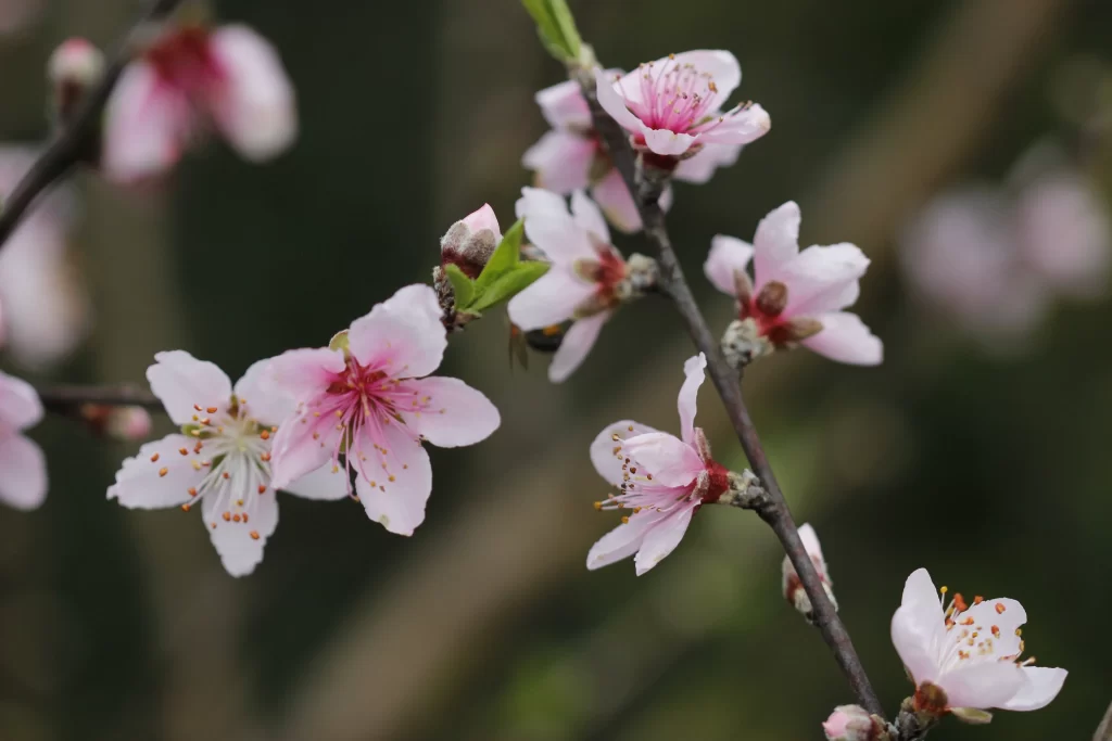 Peach Blossom Pink White Petal Spring gray Branch