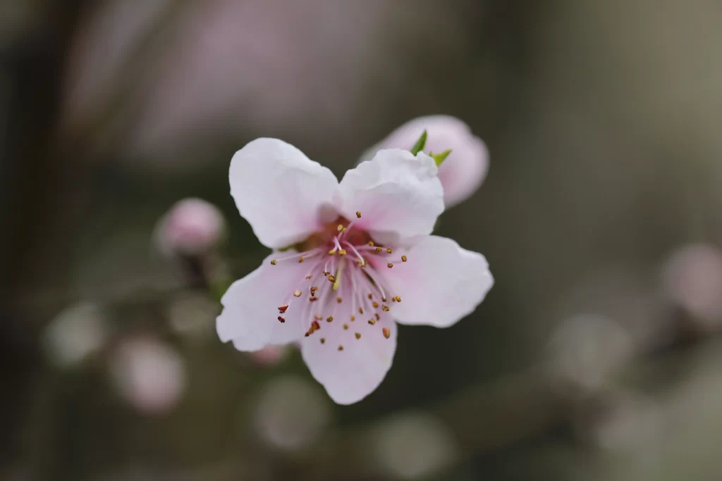 Peach Blossom Pink White Petal Spring gray Branch