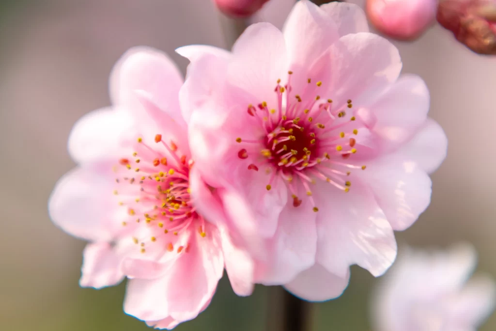Peach Blossom Pink White Yellow warm Green