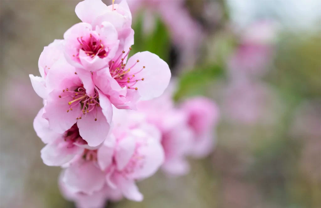 Peach Blossom Pink White Petals Spring Nature