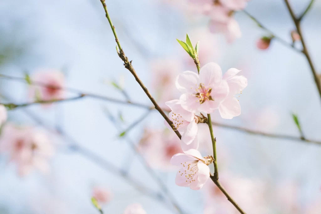 Peach Blossom Pink White Petal Spring Branch