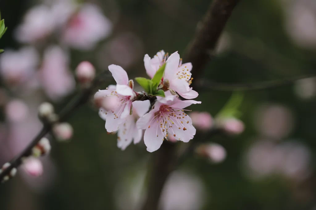 Peach Blossom Pink White Petal Spring gray Branch