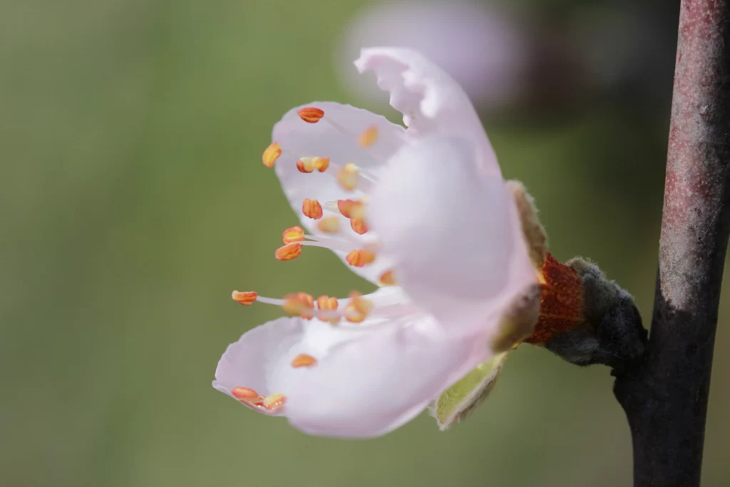 Peach Blossom Pink White Petal Spring gray Branch
