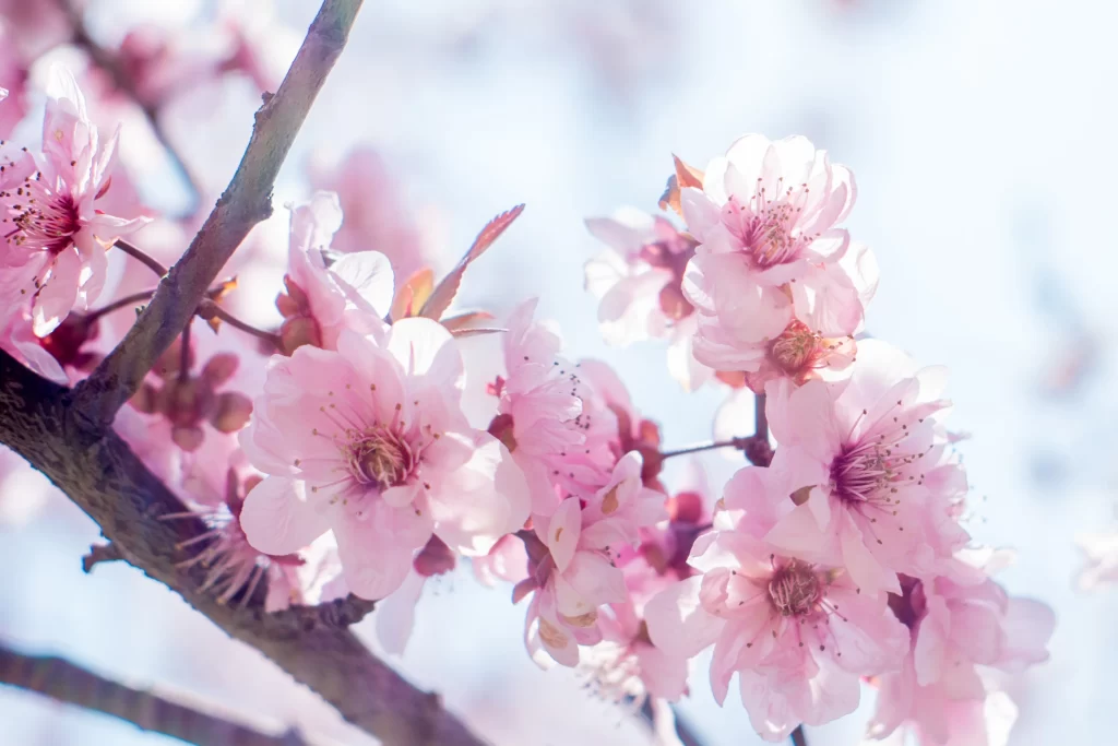 Peach Blossom Pink White Petal Spring gray Branch