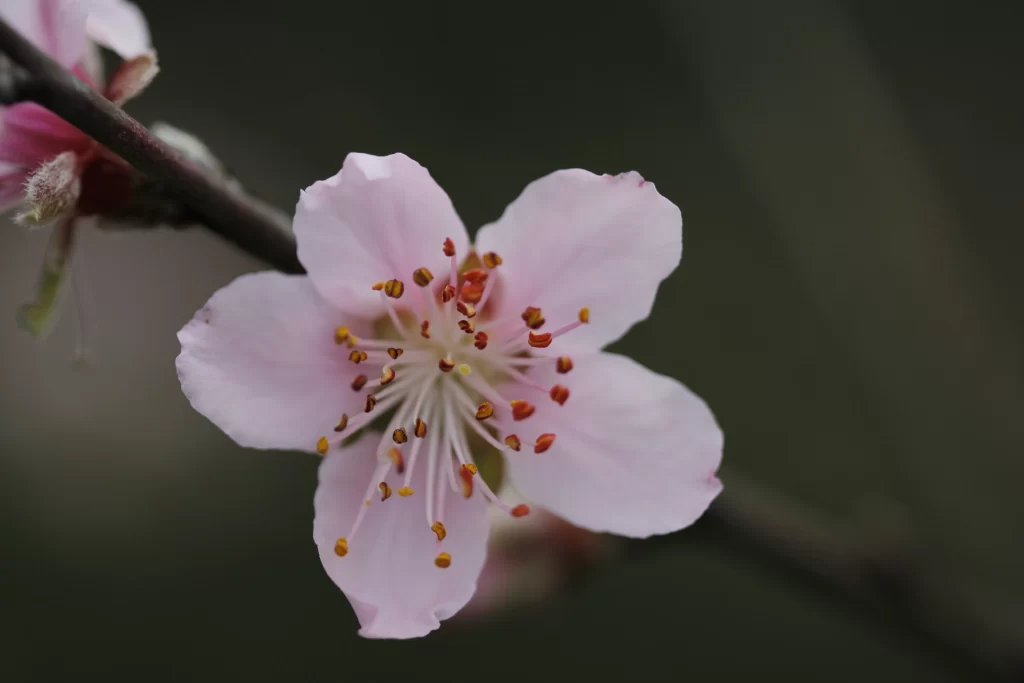 Peach Blossom Pink White Red gray Yellow