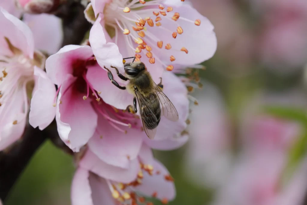 Peach Blossom Pink White Yellow Petal Bee