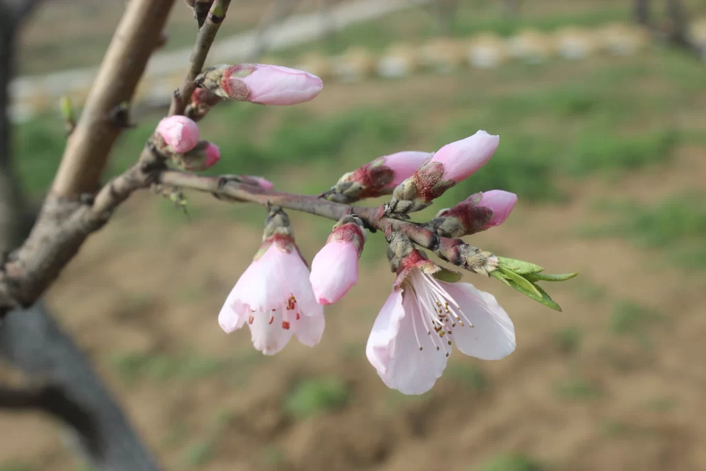 Peach Blossom Pink White Petal Spring gray Branch