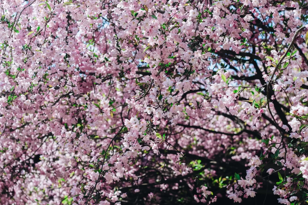 Peach Blossom Pink White Green Spring gray Branch