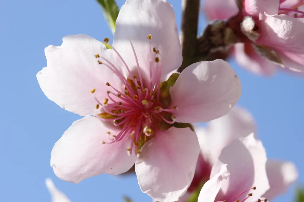 Peach Blossom Pink White Petals Blue Sky