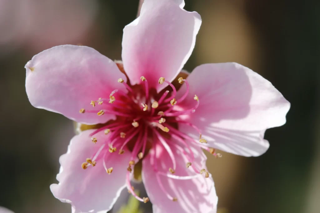 Peach Blossom Pink White Petal Spring Nature