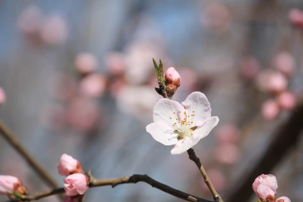 Peach Blossom Pink White Petal Spring gray Branch