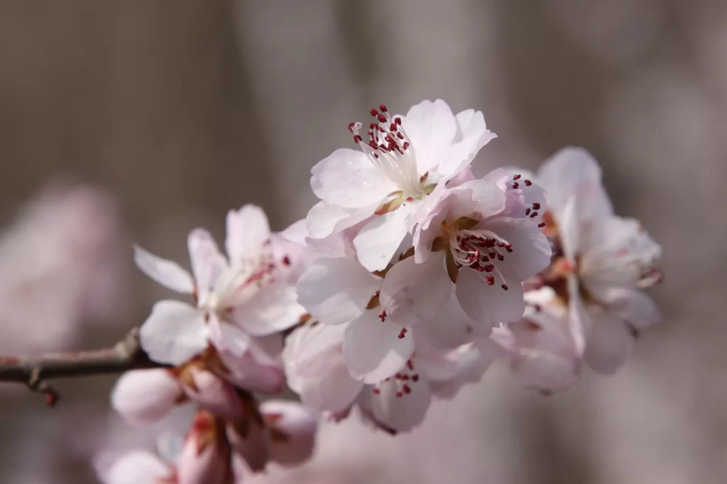 Peach Blossom Pink White Red Spring gray Branch