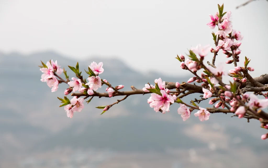 Peach Blossom Pink White Green Mountain