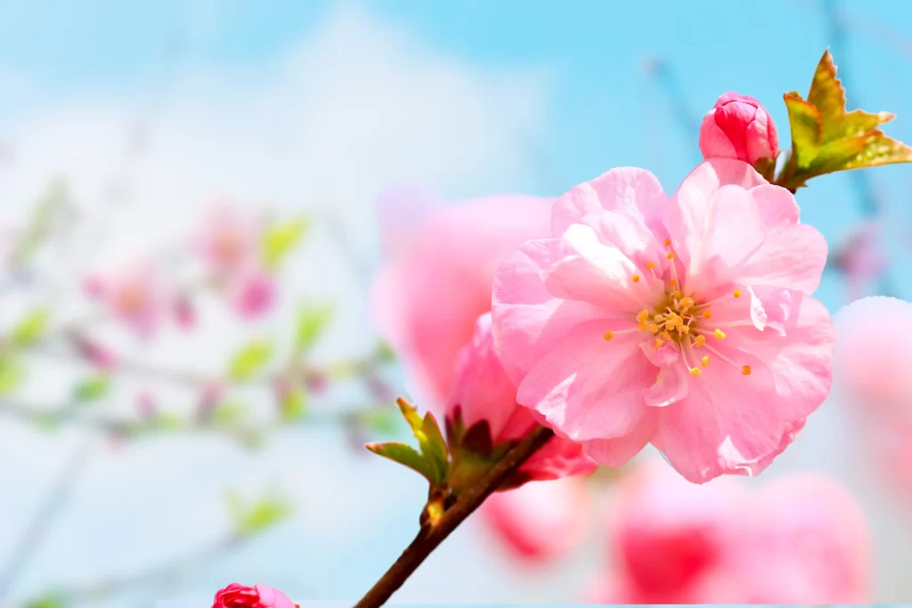 Peach Blossom Pink White Yellow Petal Spring gray Branch