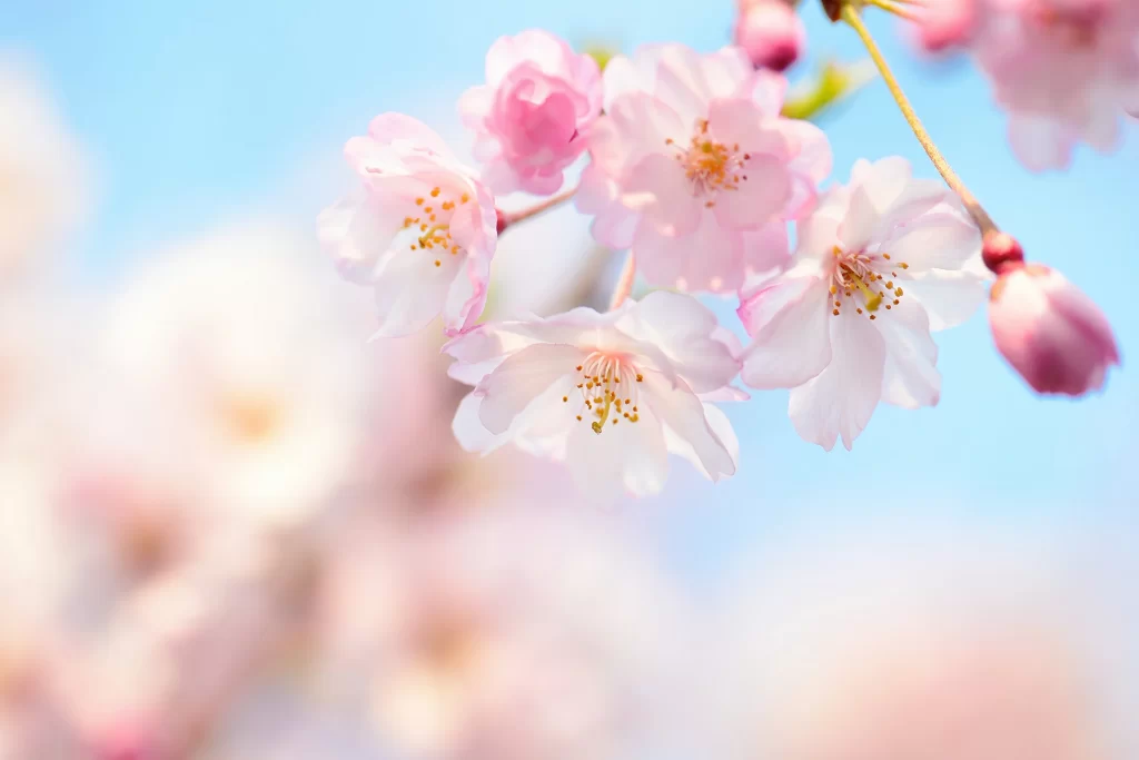 Peach Blossom Pink White Yellow Petal Spring Branch