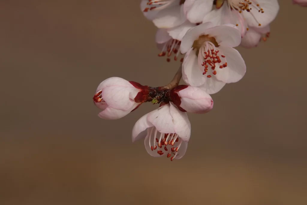 Peach Blossom Pink White Red Petal Spring gray Branch