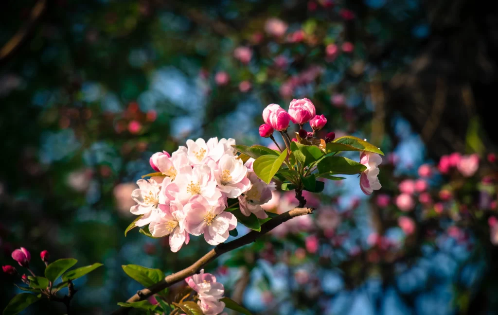 Peach Blossom Pink White Green gray Branch