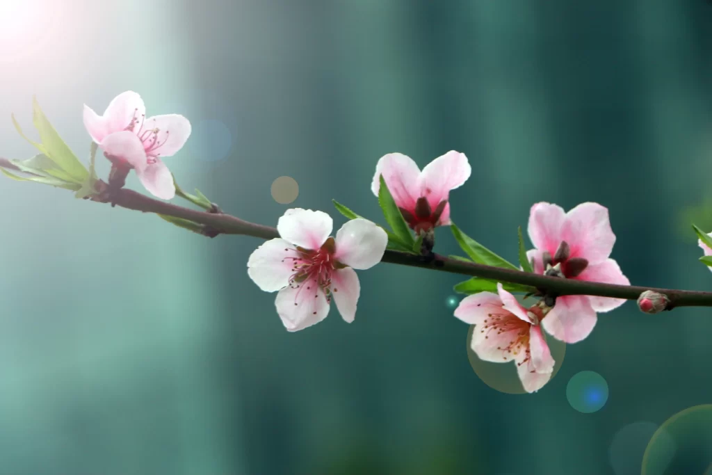 Peach Blossom Pink White Green Spring gray Branch
