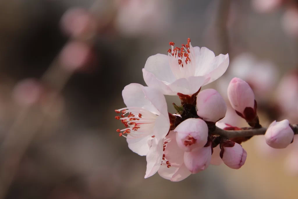 Peach Blossom Pink White Red Spring gray Branch