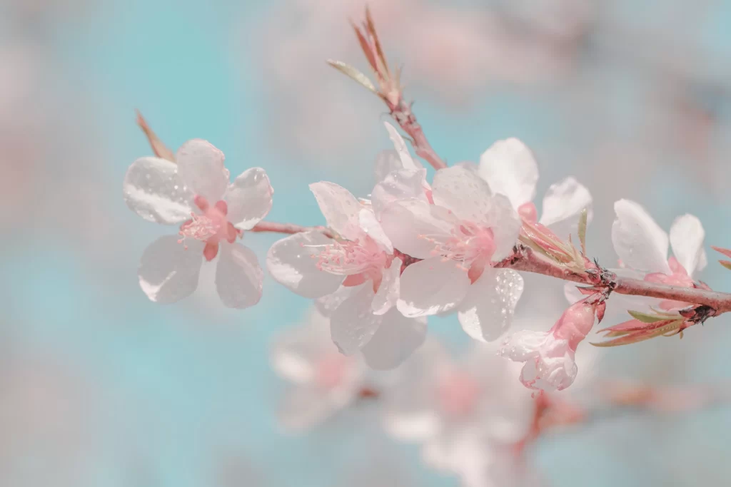 Peach Blossom Pink White Petal Spring gray Branch