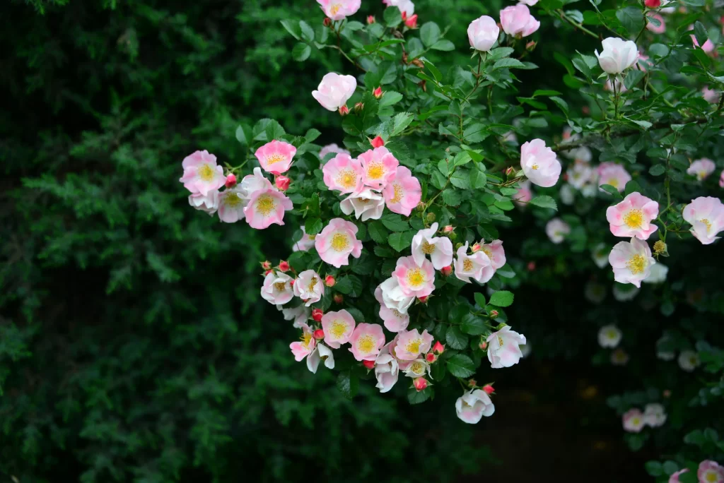 Peach Blossom Pink White Yellow gray Green