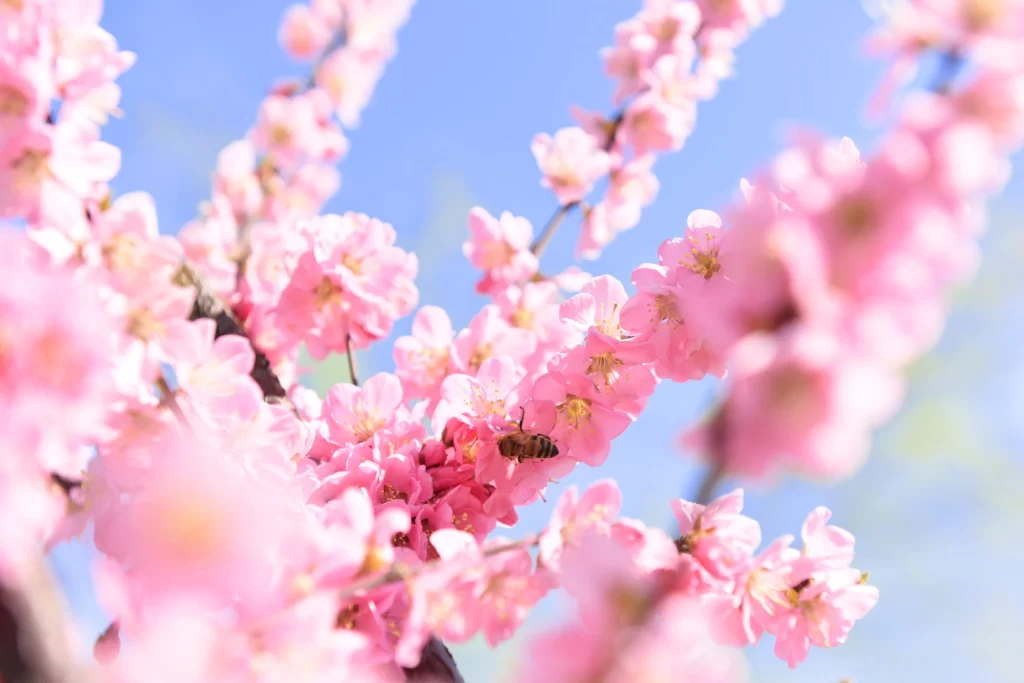 Peach Blossom Pink White Yellow Petal Spring warm Branch