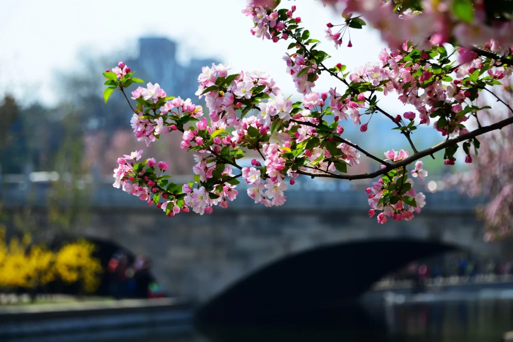 Peach Blossom Pink White Green Branch River