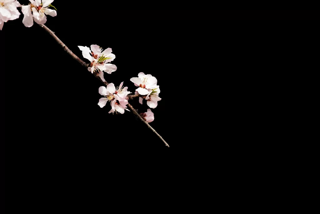 Peach Blossom Pink White Petals Branch