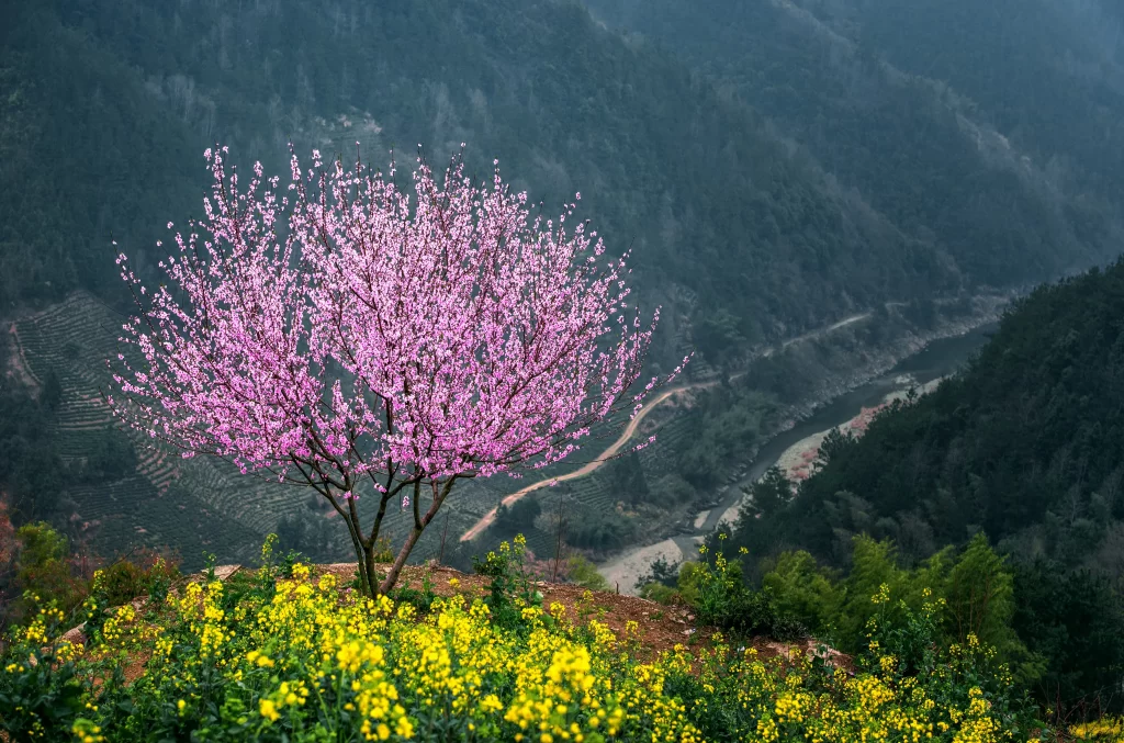Peach Blossom Pink Yellow Green Mountain