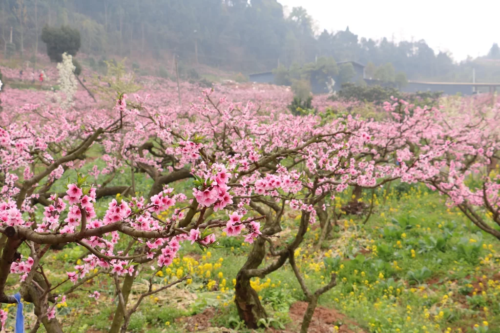 Peach Blossom Pink Yellow Green Branch
