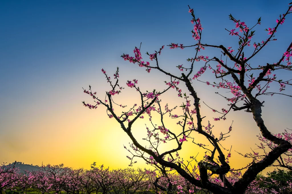 Peach Blossom Pink Yellow Blue Sky
